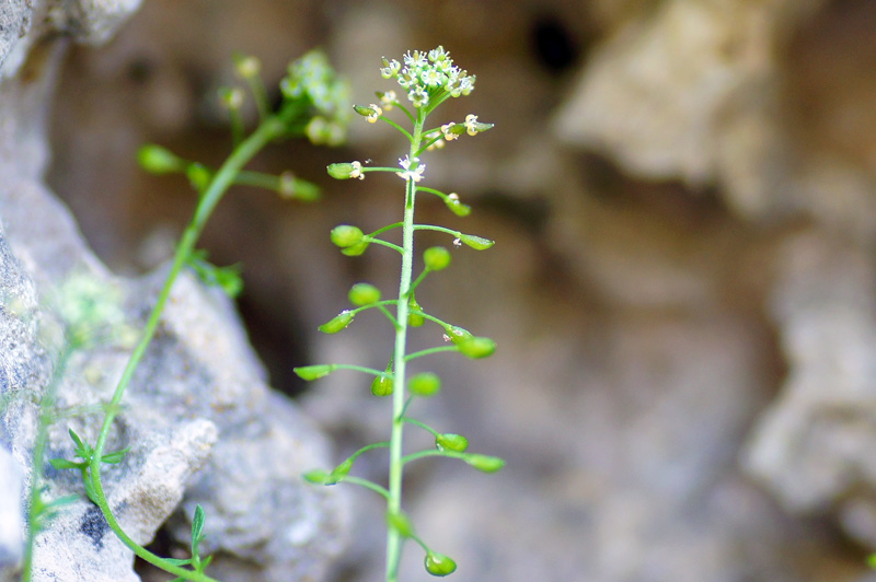 Hornungia petraea / Iberidella rupina